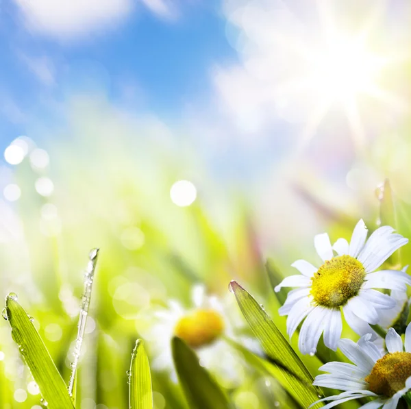 艺术抽象背景 springr 花在草地上太阳的天空 — 图库照片