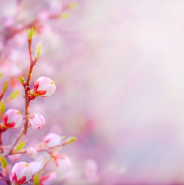 Konst vackra våren blommande träd på himmel bakgrund — Stockfoto