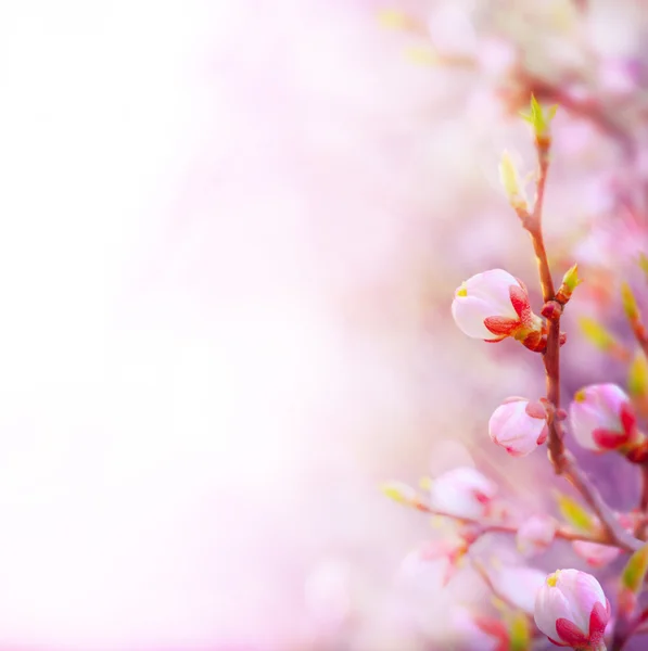 Lente gebied van madeliefjes en blauwe hemelachtergrond — Stockfoto