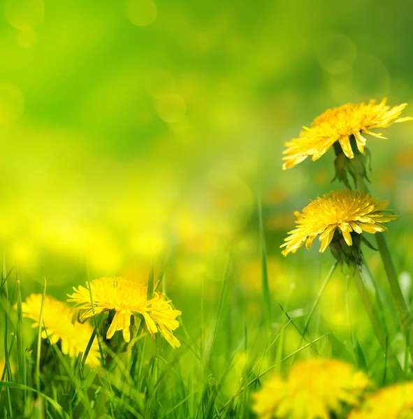 Szép tavaszi virágok háttér — Stock Fotó