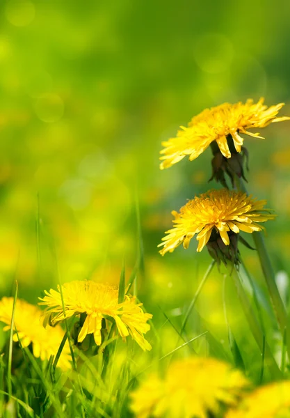 güzel bahar çiçekleri arka plan