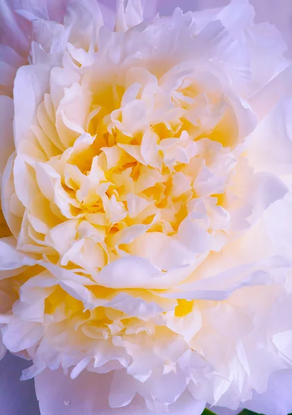Abstrait rose pivoine printemps fleur fond — Photo