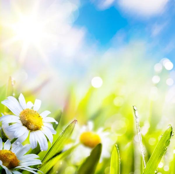 Art abstrait fond printemps fleur dans l'herbe sur le ciel du soleil — Photo