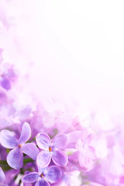 Art Spring lilac abstract background — Stock Photo, Image