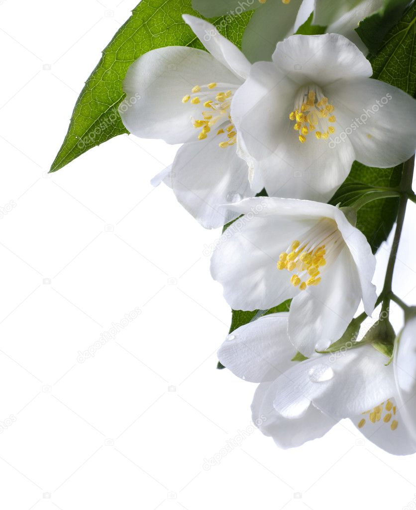 art jasmine white flower isolated on white background