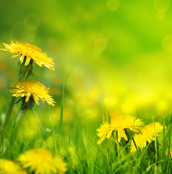 美しい春の花の背景 — ストック写真