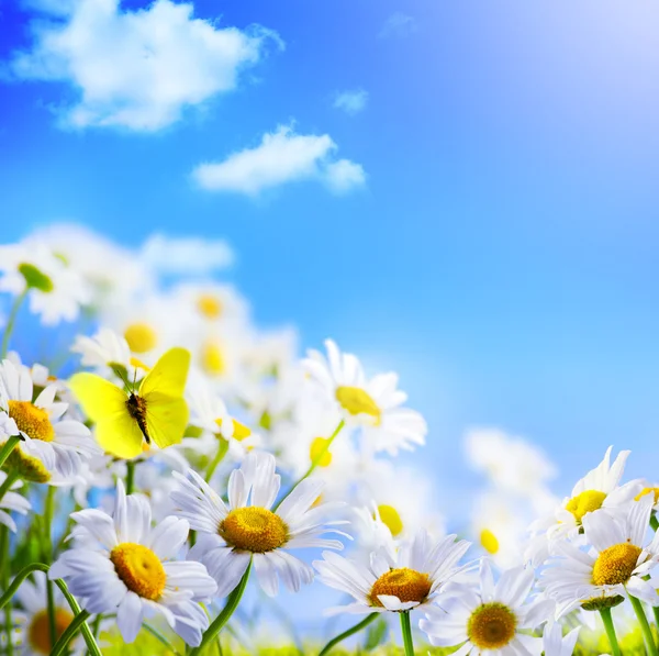 Spring background — Stock Photo, Image