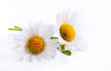 art daisies spring white flower isolated on white background clipart