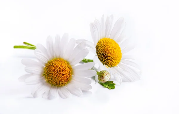 Fleurs de camomille images libres de droit, photos de Fleurs de camomille |  Depositphotos