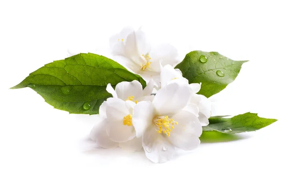 Jasmine white flower isolated on white background — Stock Image Jasmine white flower isolated on white background Stock Image