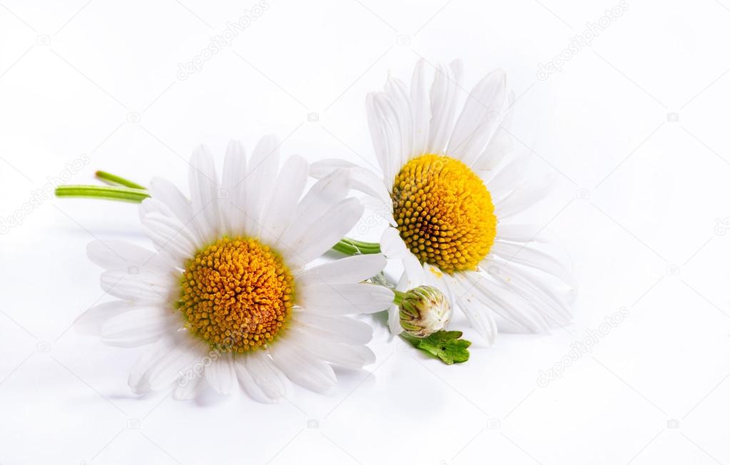 art daisies spring white flower isolated on white background
