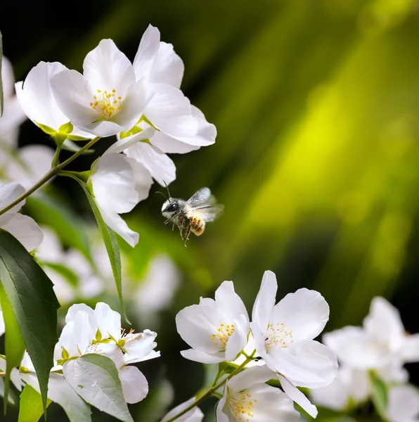 Arte flores primavera fundo com abelha voadora — Fotografia de Stock