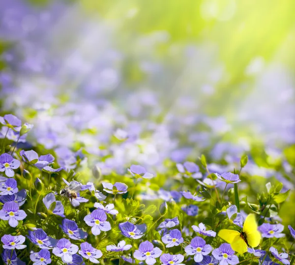 Arte primavera flores selvagens no fundo da luz solar — Fotografia de Stock