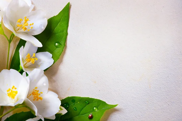 Arte jasmim flores de primavera no fundo de papel velho — Fotografia de Stock