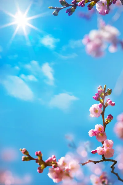 Streszczenie wiosna kwiatów tła — Zdjęcie stockowe