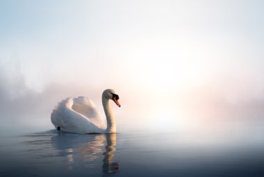 Art Swan floating on the water at sunrise of the day clipart