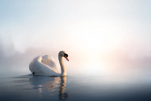 Kunstschwan schwimmt bei Sonnenaufgang auf dem Wasser — Stockfoto