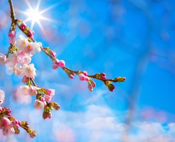 ピンクの花と抽象的な春の境界線の背景 — ストック写真