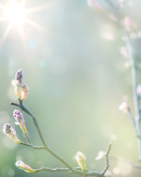 Kunst schönen Frühling blühenden Baum auf Himmel Hintergrund — Stockfoto