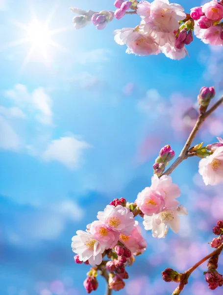 Abstrakte blumige Frühling Hintergrund — Stockfoto