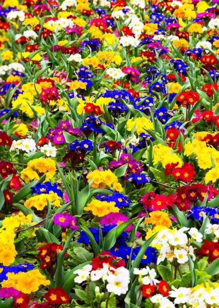 Abstrato primavera flor fundo — Fotografia de Stock