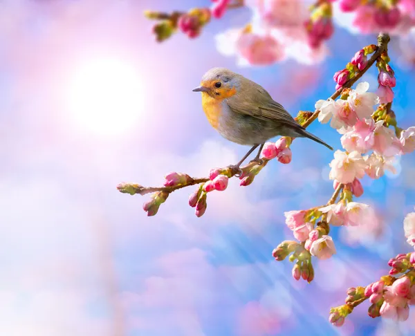 Abstrakt våren gränsen bakgrunden med rosa blomma — Stockfoto