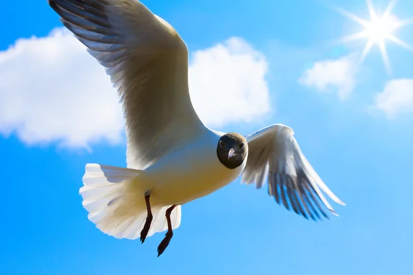 Mouette d'art en fond bleu ciel — Photo