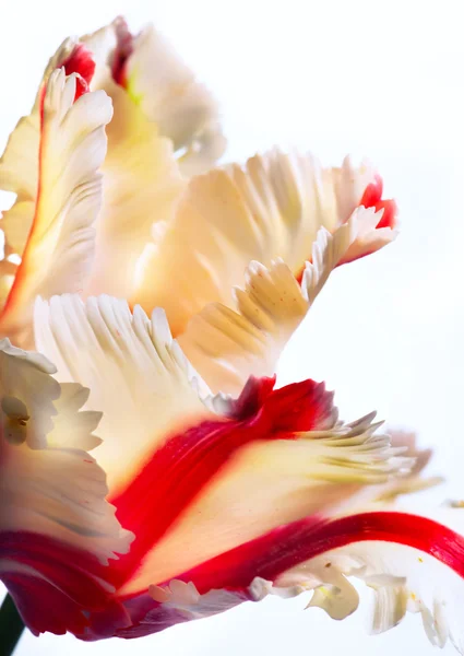 Arte bei fiori di tulipano primaverile — Foto Stock