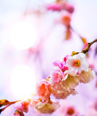 abstract beautiful Spring background with pink blossom clipart