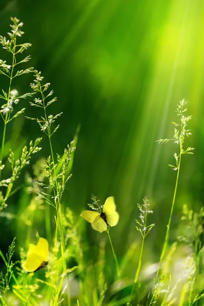 抽象的な夏の花の緑の自然の背景 — ストック写真