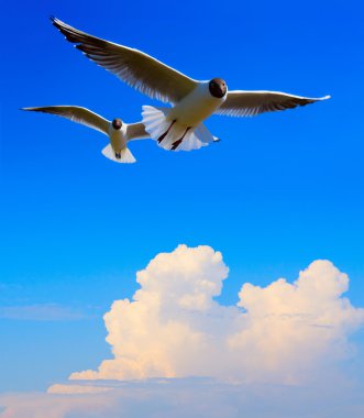 kuş mavi gökyüzü arka planda uçan sanatı