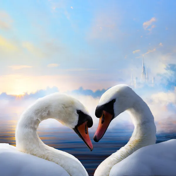 Art pair of swans in love floating on the water at sunrise of th — Stock Photo, Image