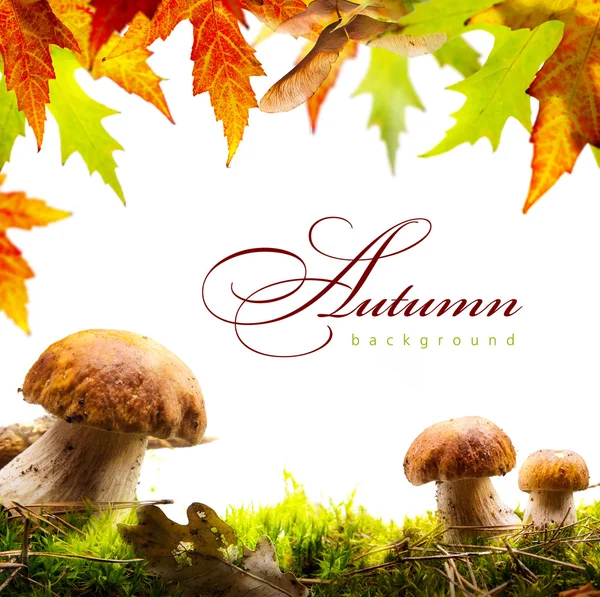 Herfst achtergrond met gele bladeren en herfst paddestoel — Stockfoto