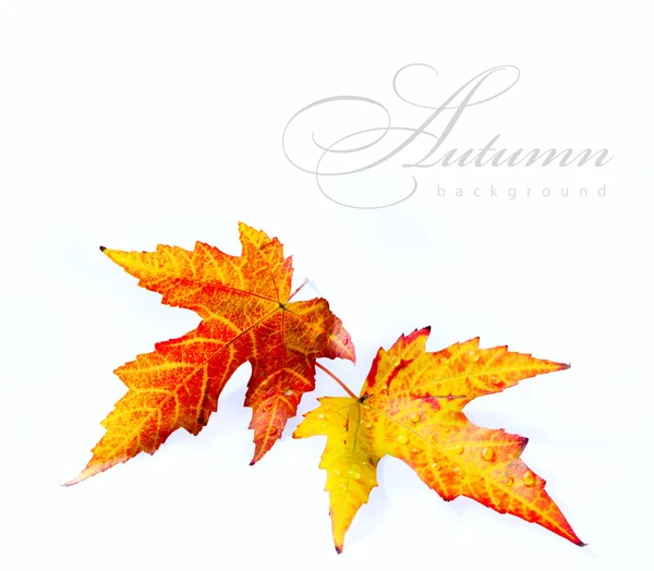 Hoja de arce húmedo de otoño naranja aislada sobre fondo blanco — Foto de Stock