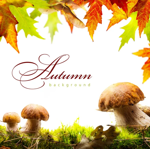 Осенний фон с желтыми листьями и осенними грибами — стоковое фото