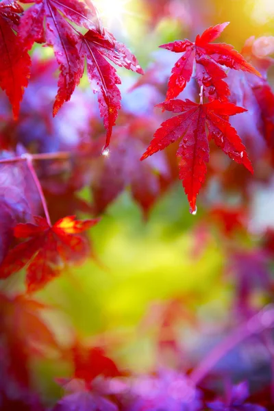 Pluie. Feuilles d'automne rouges humides — Photo