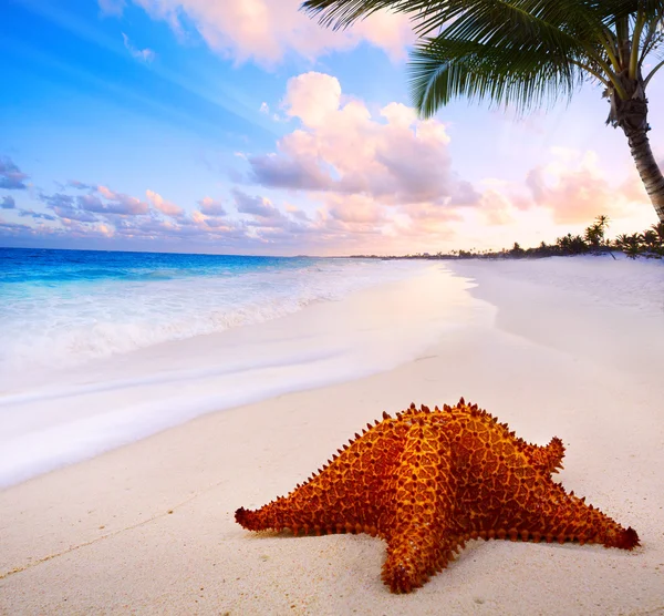 Art beautiful landscape with Sea star on the beach — Stock Photo, Image