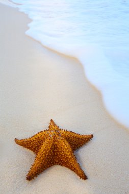 Dalga ile kumlu bir plaj sanat denizyıldızı