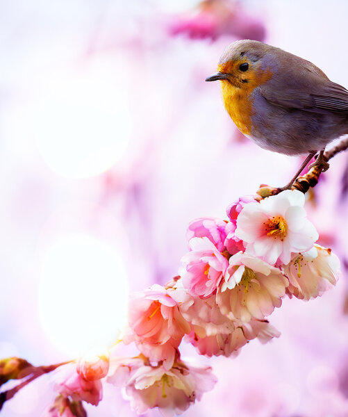 art beautiful spring morning nature background