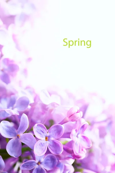 Kunst Frühling schön lila Blumen Rand Hintergrund — Stockfoto