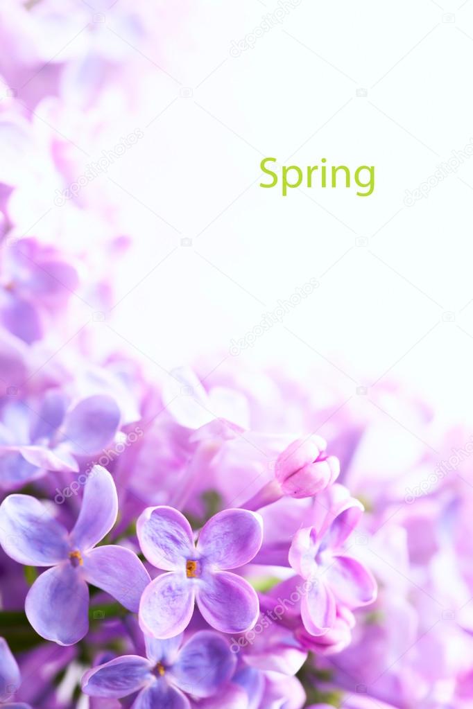 Art Spring Beautiful lilac Flowers Border background