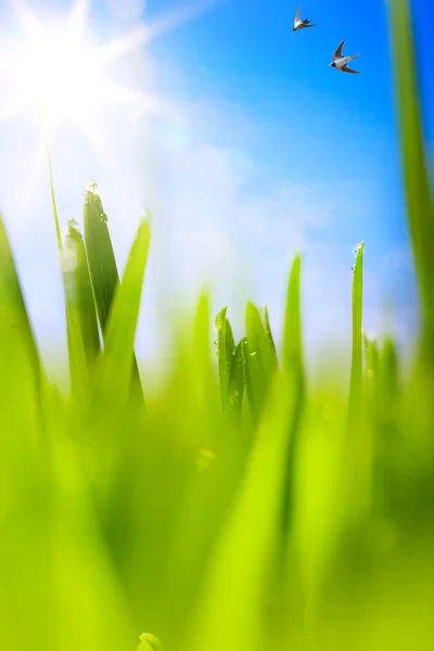 Art Spring Ground covered with thawing snow — Stock Photo, Image