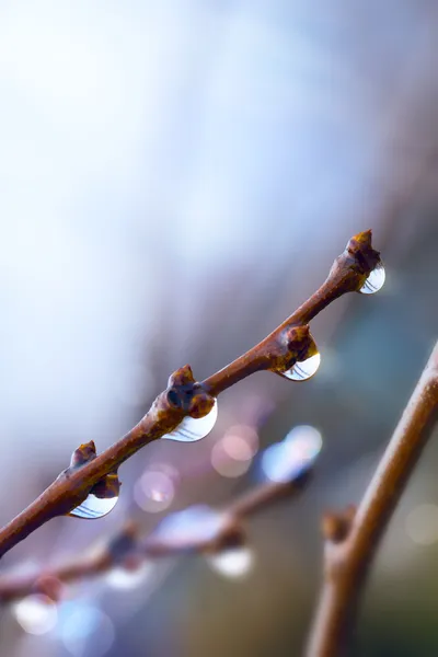 Konst vackra våren trädgren med regndroppar — Stockfoto