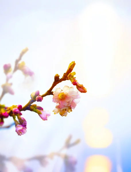 抽象的美丽的春天背景与粉红色的花 — 图库照片
