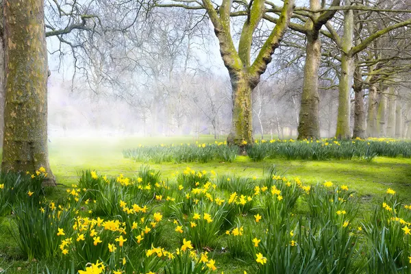 Kunst Frühlingsblumen im englischen Park — Stockfoto