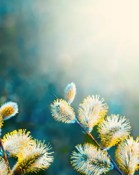 Szép, virágzó művészeti willow punci - húsvéti háttér — Stock Fotó