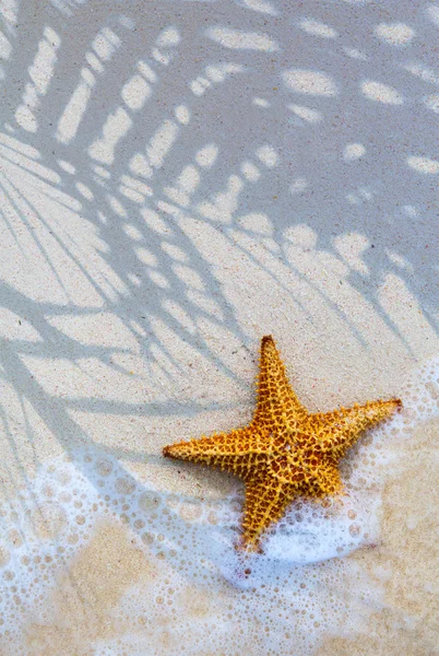 Arte Mar estrella en el fondo de la playa — Foto de Stock