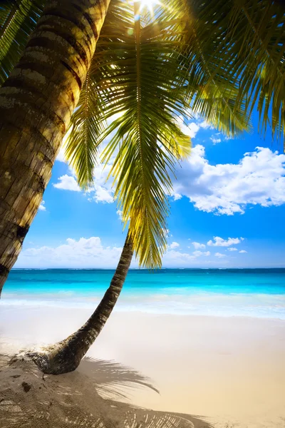 Tramonto d'arte sulla spiaggia isola dei Caraibi, Seychelles — Foto Stock