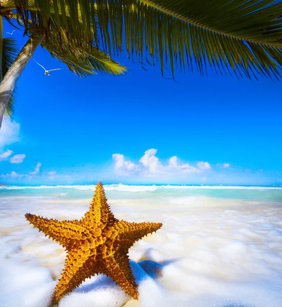 Arte Estrela do mar na praia — Fotografia de Stock