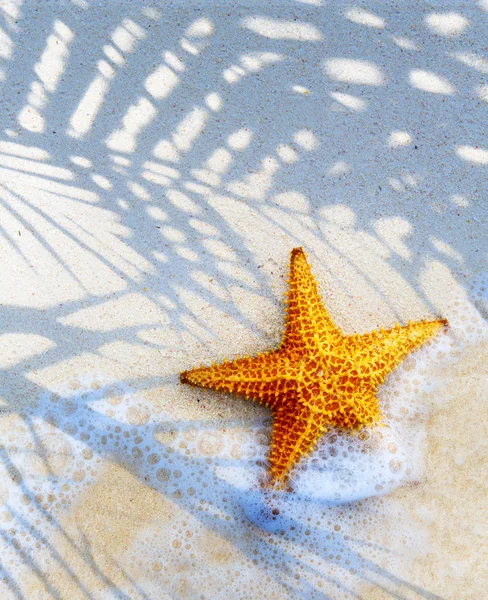 Arte Tropical ilha praia verão fundo — Fotografia de Stock